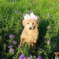 poodle puppy posted by Chalkers19