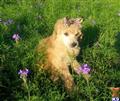 poodle puppy posted by Chalkers19