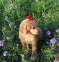 poodle puppy posted by Chalkers19
