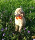 poodle puppy posted by Chalkers19