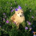 poodle puppy posted by Chalkers19