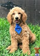 poodle puppy posted by Chalkers19