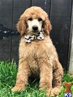 poodle puppy posted by Chalkers19