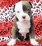 american pit bull puppy posted by Chally09651