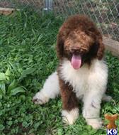 goldendoodles puppy posted by Chandlersdoodles