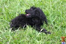 goldendoodles puppy posted by Chandlersdoodles