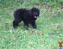 goldendoodles puppy posted by Chandlersdoodles