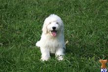 goldendoodles puppy posted by Chandlersdoodles