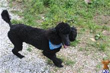 poodle puppy posted by Chandlersdoodles