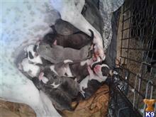 american pit bull puppy posted by Charlesmason280
