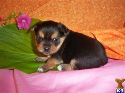 pekingese yorkie mix puppies for sale mixed breed puppy for sale beautiful yorkingese babies pekingese yorkie mix f 9 years pekingese yorkie mix puppies for sale mixed breed puppy for sale beautiful yorkingese babies pekingese yorkie mix f 9 years