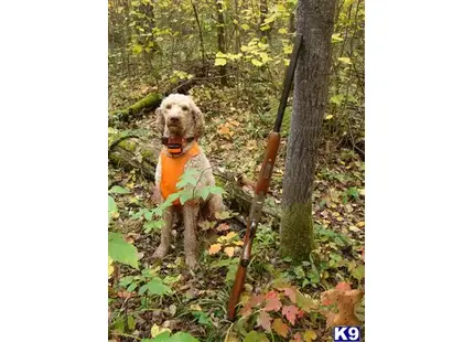 Oscar available Poodle puppy located in Duluth