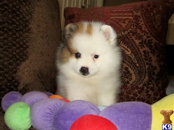 pomeranian puppies for sale in dakota pomeranian puppy for sale pomeranian dakota beautiful parti color 5 years pomeranian puppies for sale in dakota pomeranian puppy for sale pomeranian dakota beautiful parti color 5 years