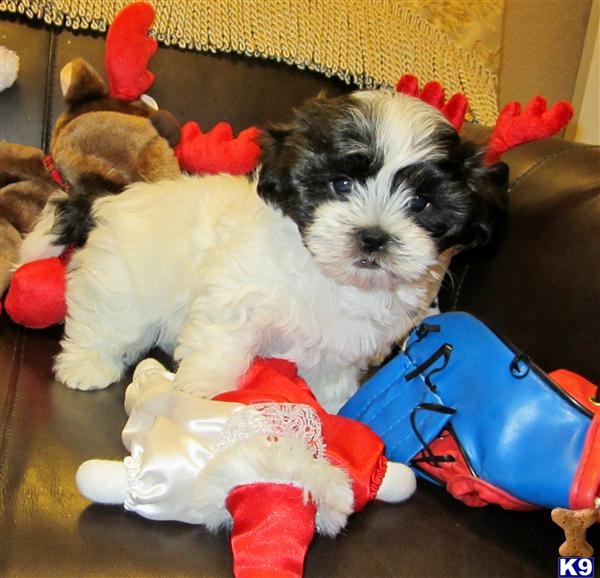 non shedding pug shih tzu puppy for sale shih tzu rambo gorgeous coat non shedding 6 years non shedding pug shih tzu puppy for sale shih tzu rambo gorgeous coat non shedding 6 years