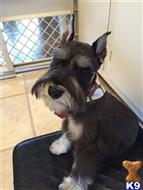 Booker T Teddy the Southern Charm available Miniature Schnauzer puppy located in COLUMBUS