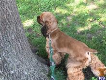 Chewbacca available Cocker Spaniel puppy located in DALLAS