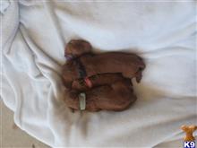 poodle puppy posted by Chico328
