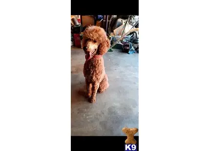 Hammy available Poodle puppy located in BAKERSFIELD