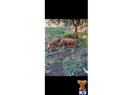 Rollie available Poodle puppy located in BAKERSFIELD
