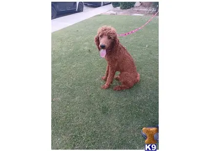 Remington available Poodle puppy located in BAKERSFIELD