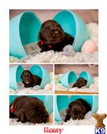 labrador retriever puppy posted by ChocolateKisses