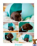 labrador retriever puppy posted by ChocolateKisses