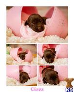 labrador retriever puppy posted by ChocolateKisses