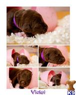 labrador retriever puppy posted by ChocolateKisses
