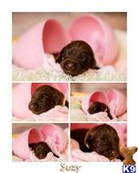 labrador retriever puppy posted by ChocolateKisses