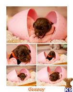 labrador retriever puppy posted by ChocolateKisses