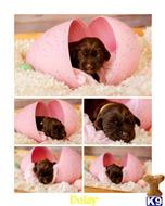 labrador retriever puppy posted by ChocolateKisses