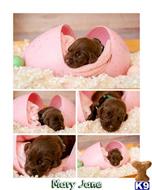 labrador retriever puppy posted by ChocolateKisses