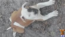 american pit bull puppy posted by Chris_love32