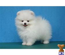 lejr Emigrere Overstige Pomeranian Puppies for sale in Washington