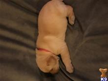 labrador retriever puppy posted by Christa91606
