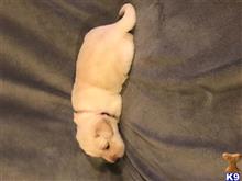 labrador retriever puppy posted by Christa91606
