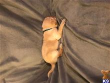 labrador retriever puppy posted by Christa91606