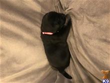 labrador retriever puppy posted by Christa91606