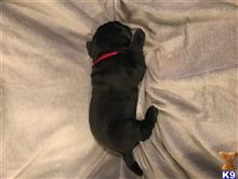 labrador retriever puppy posted by Christa91606