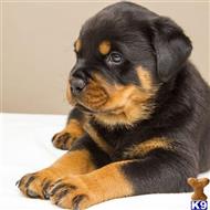 rottweiler puppy posted by Chrit565