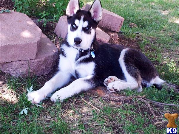 husky puppies for sale in denver siberian husky puppy for sale denver co breeds picture husky puppies for sale in denver siberian husky puppy for sale denver co breeds picture