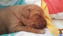 golden retriever puppy posted by Clarankimm