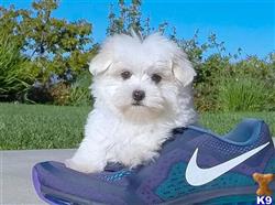 maltese puppy posted by Classicpup13