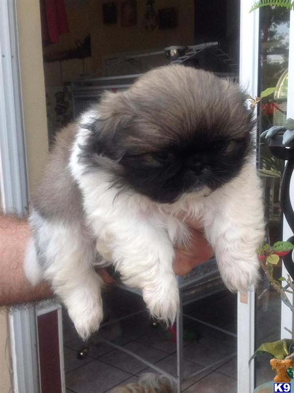 pekingese puppy posted by ClassyGal