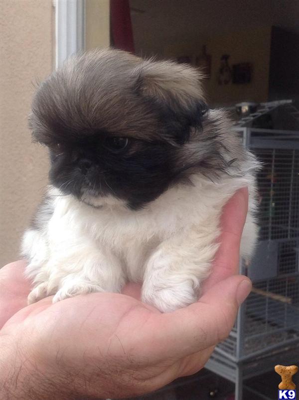 akc pekingese puppies for sale pekingese puppy for sale affordable akc pekingese 4 years akc pekingese puppies for sale pekingese puppy for sale affordable akc pekingese 4 years