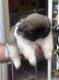 pekingese puppy posted by ClassyGal
