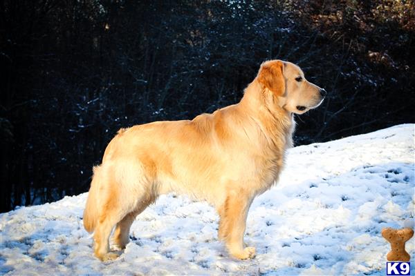 golden retriever stud fee golden retriever stud nil 21 months golden retriever stud fee golden retriever stud nil 21 months