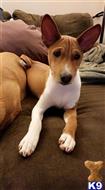 Captain Xavier Denali available Basenji puppy located in ANAHEIM