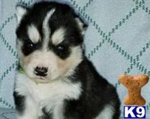siberian husky puppy posted by Clinton321