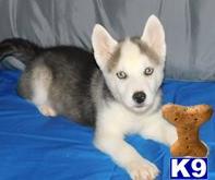 siberian husky puppy posted by Clinton3211